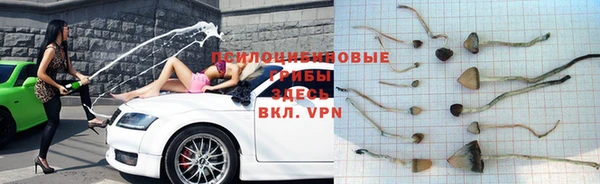 сатива Дмитровск